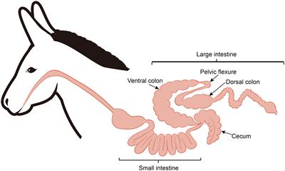 Integrated multi-omics reveals novel microbe-host lipid metabolism and immune interactions in the donkey hindgut